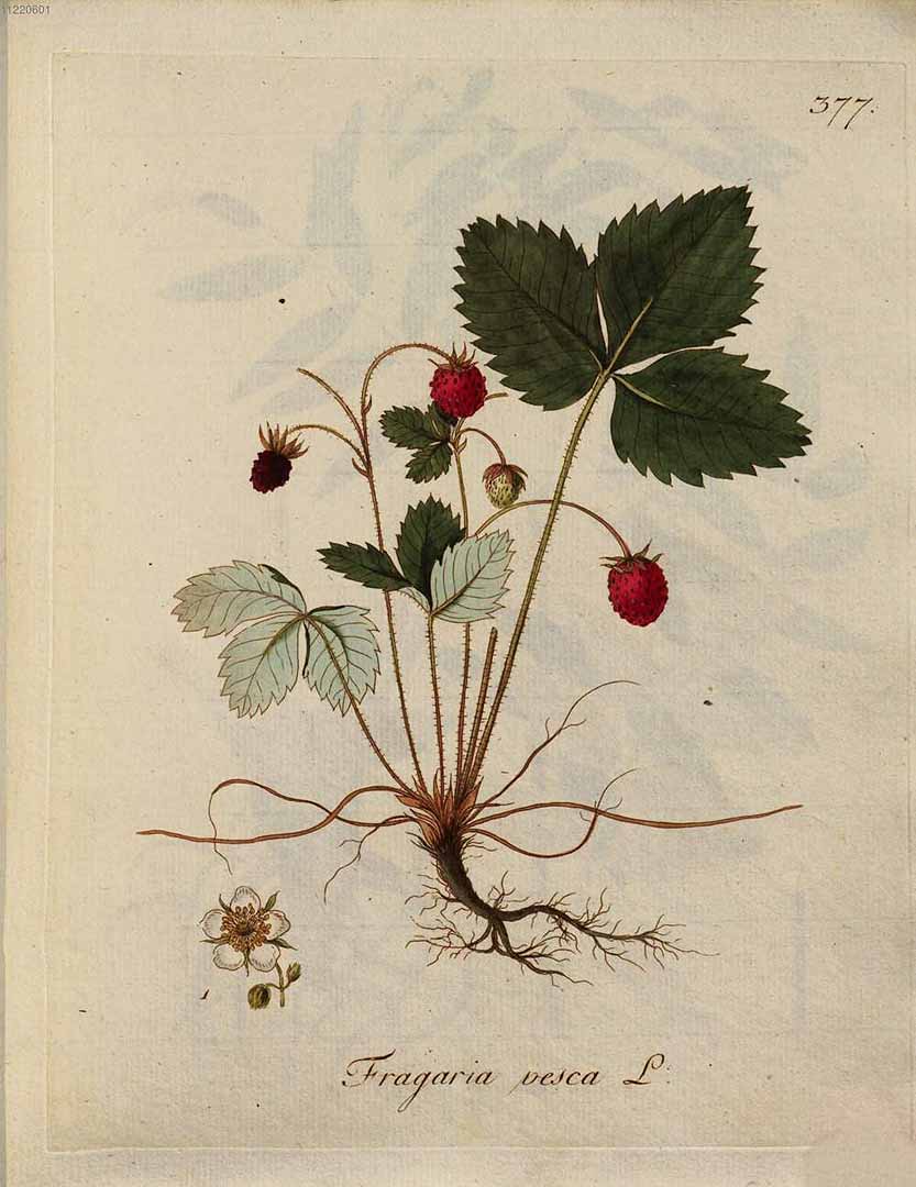 no HD illustration available (3)