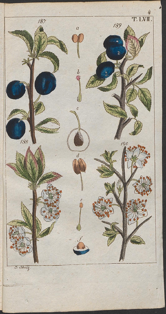 no HD illustration available (3)