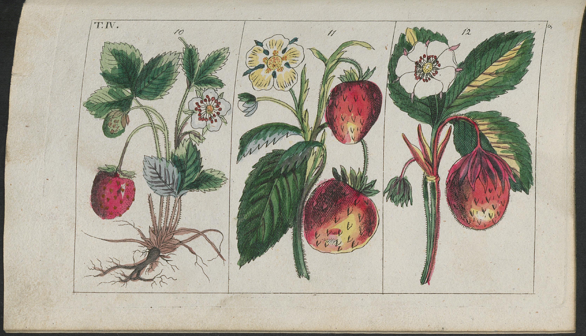 no HD illustration available (3)