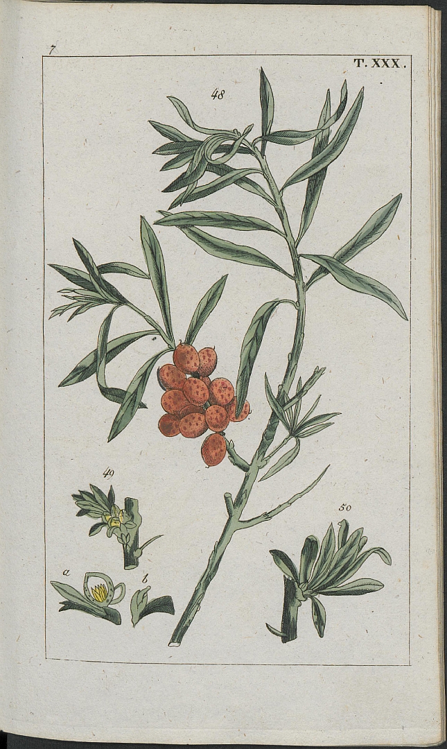 no HD illustration available (3)