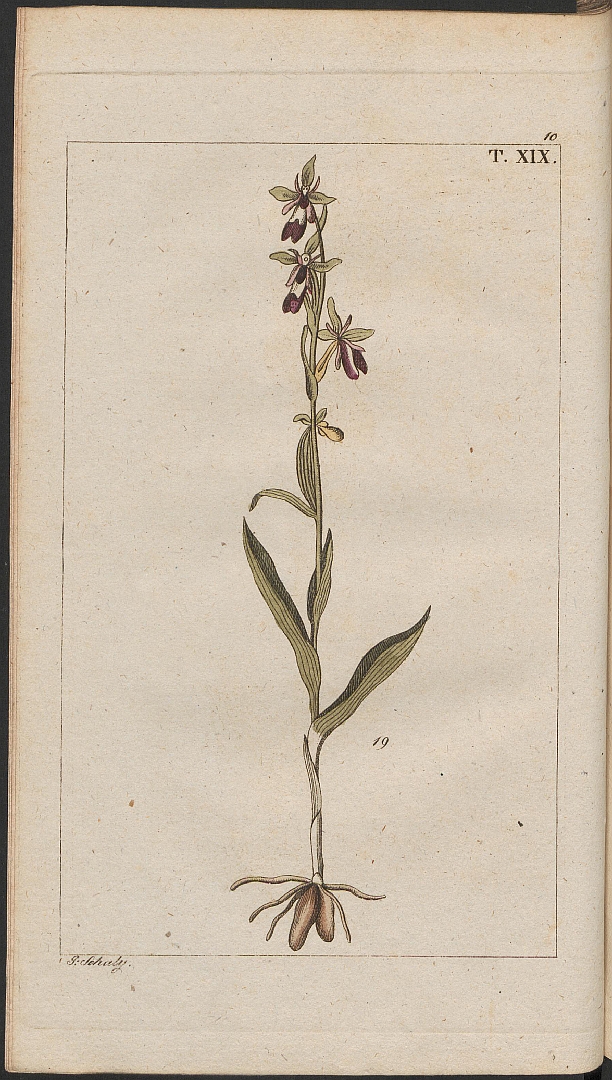 no HD illustration available (3)