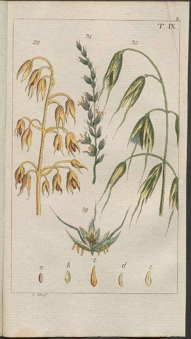 no HD illustration available (3)