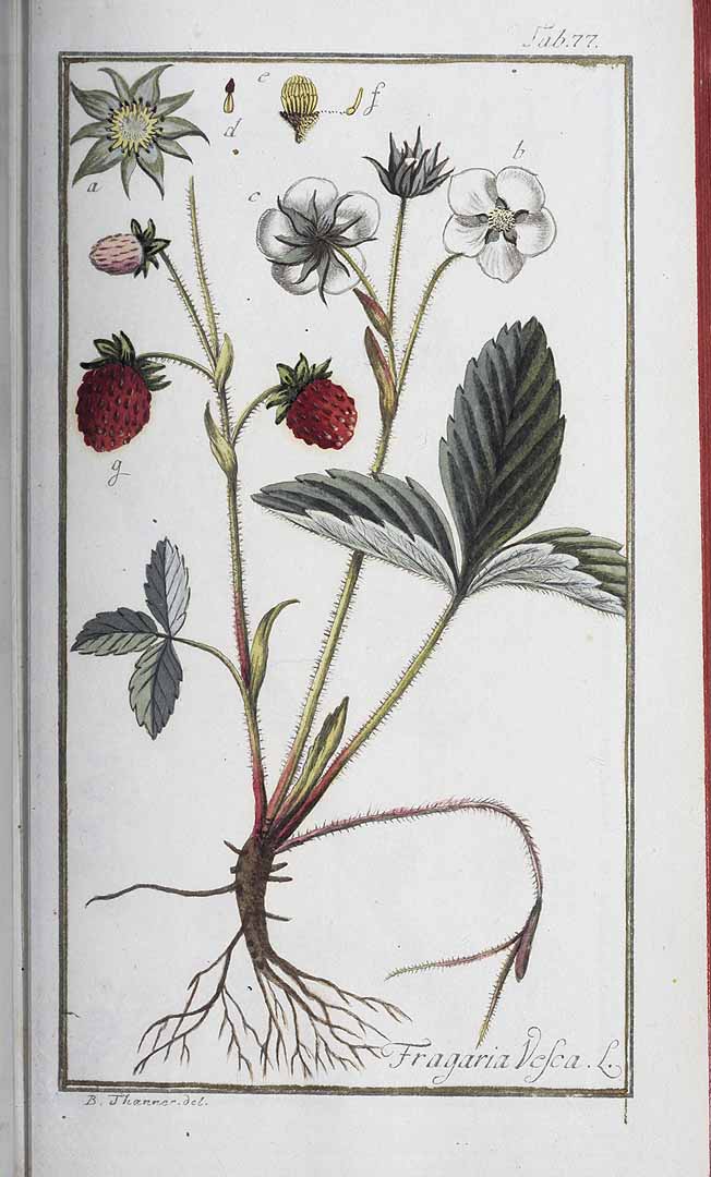 no HD illustration available (3)