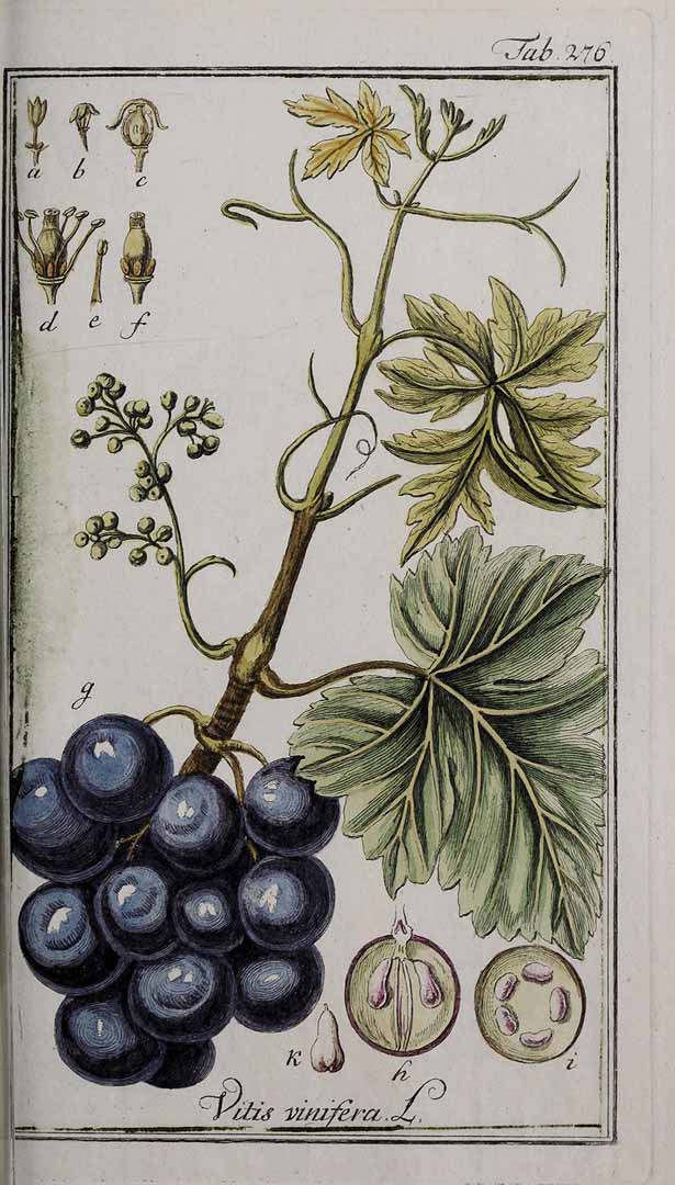 no HD illustration available (3)