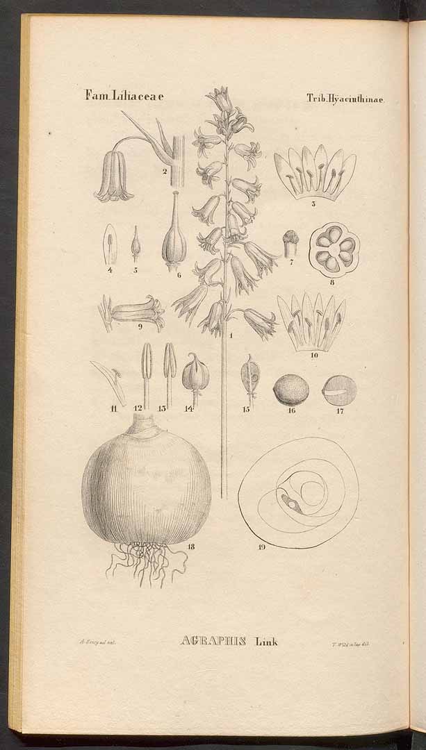 no HD illustration available (3)