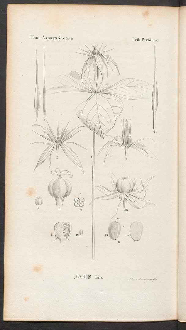 no HD illustration available (3)