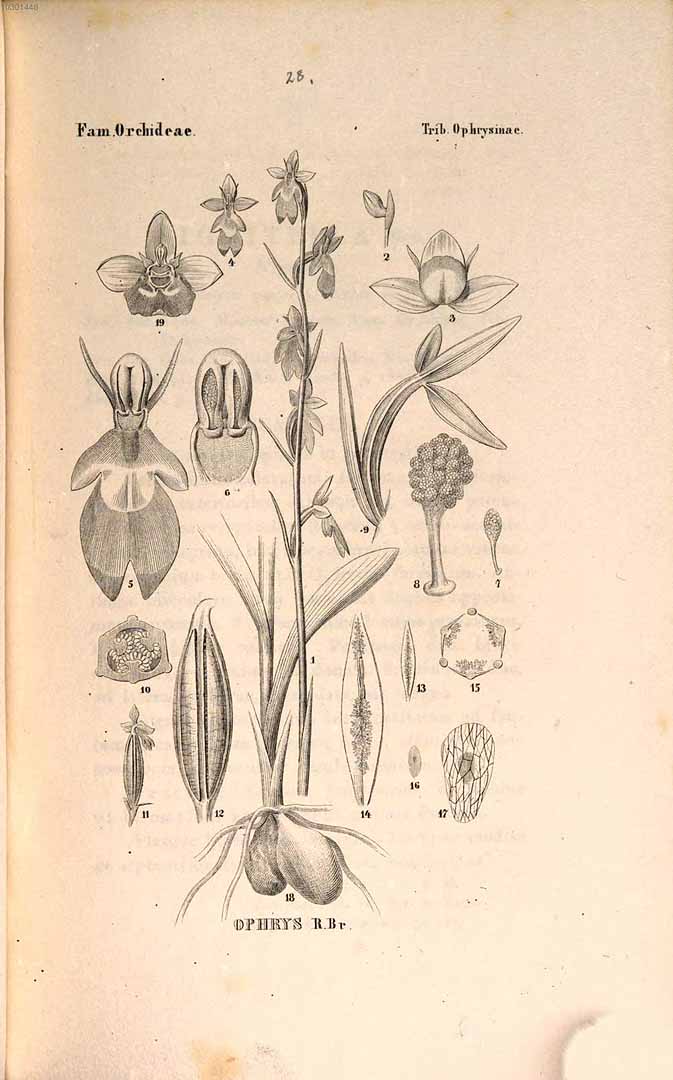 no HD illustration available (3)