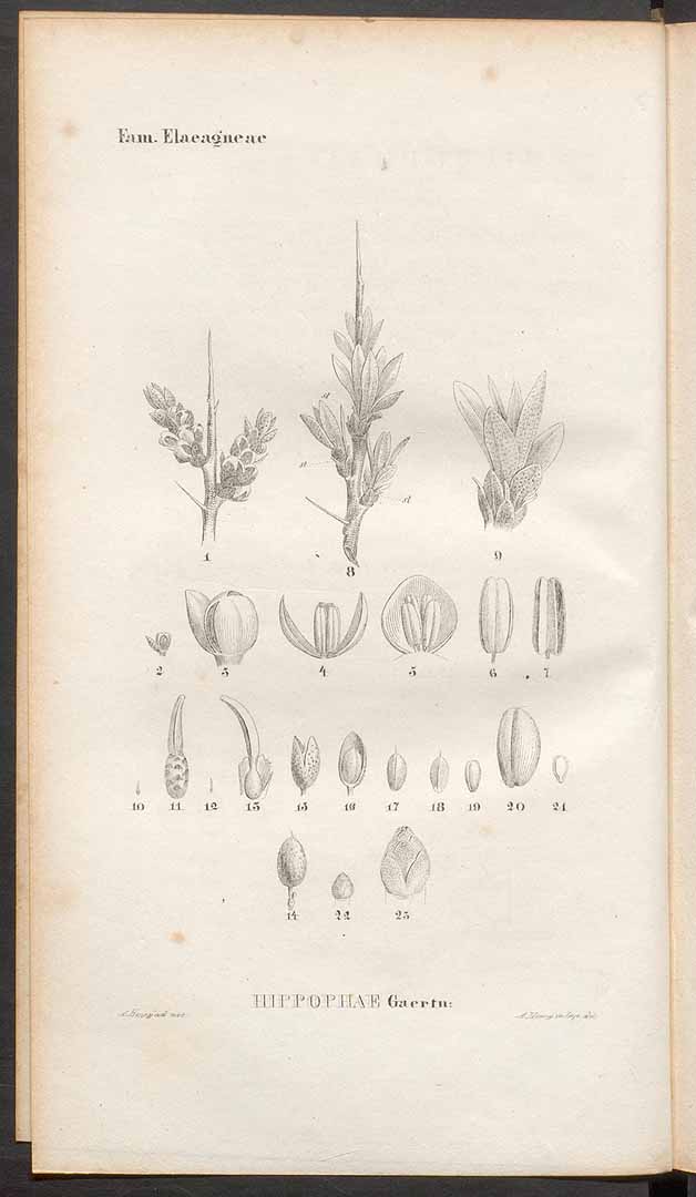 no HD illustration available (3)