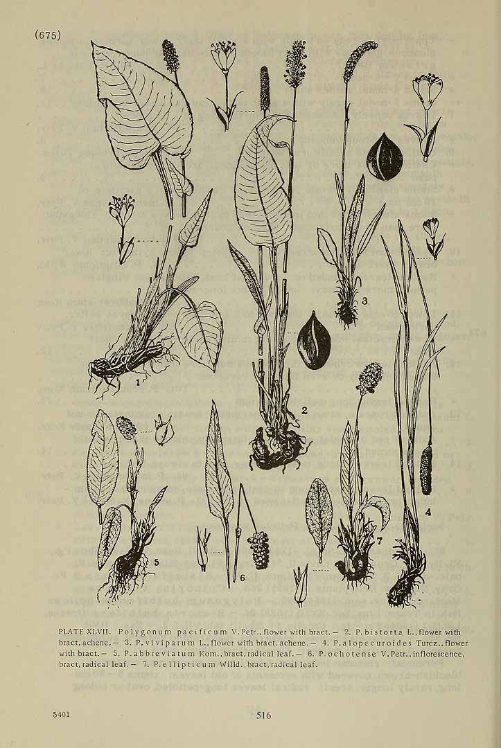 no HD illustration available (3)