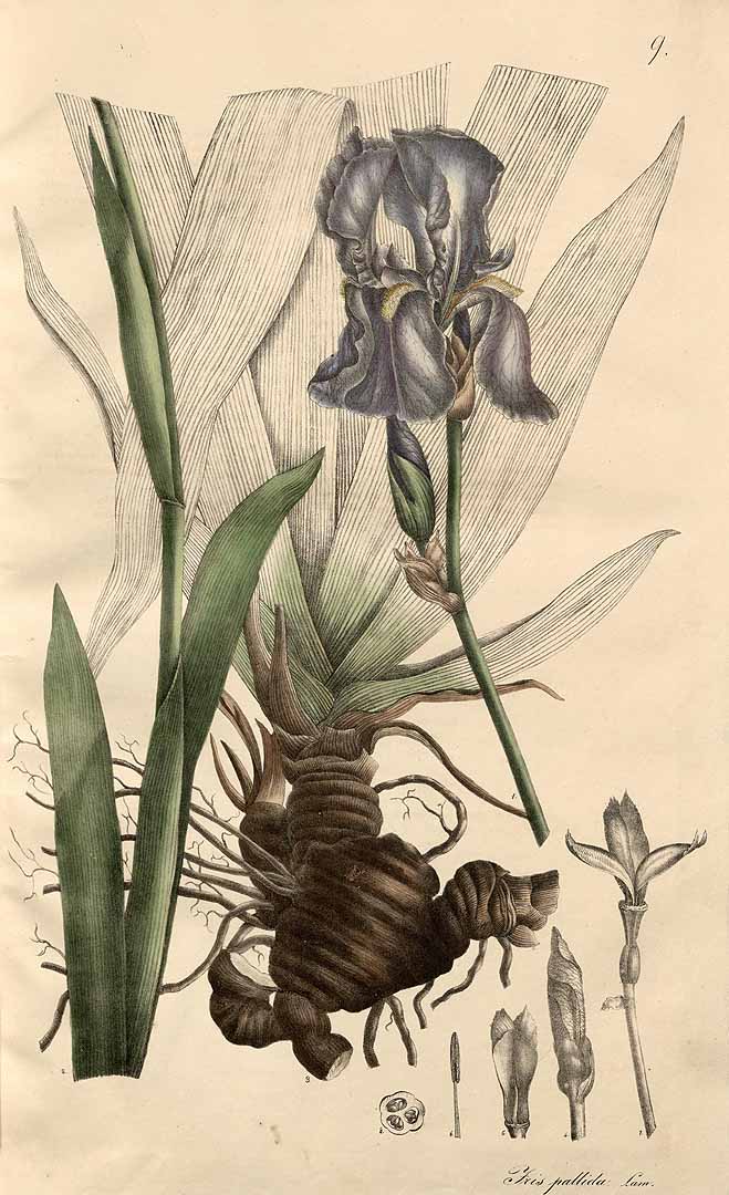 no HD illustration available (3)