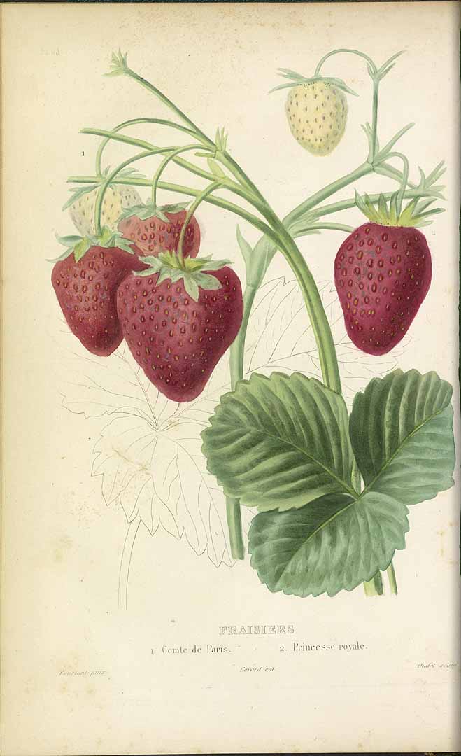 no HD illustration available (3)