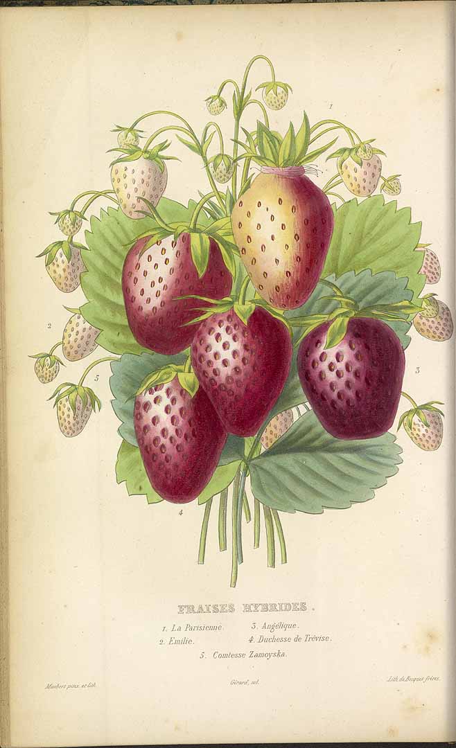 no HD illustration available (3)