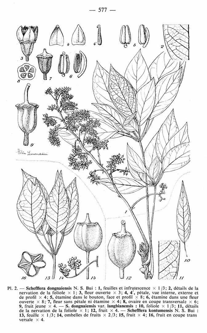 no HD illustration available