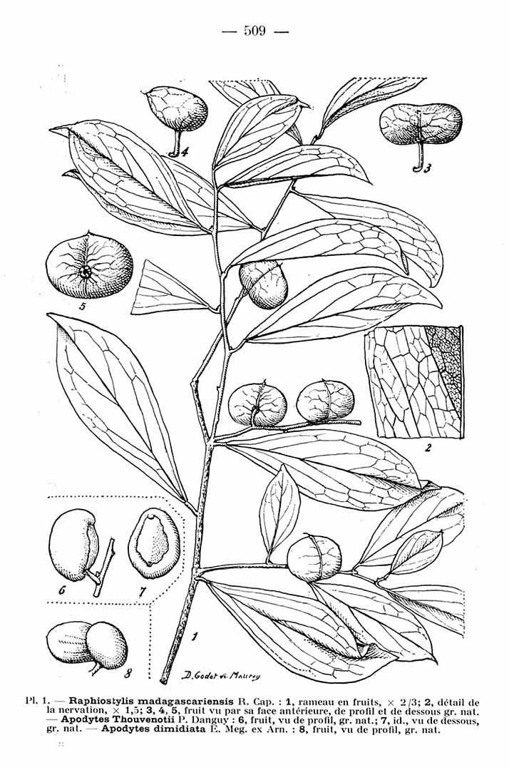 no HD illustration available