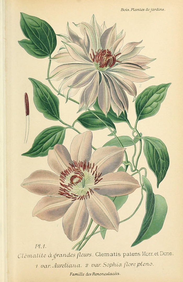 no HD illustration available (3)