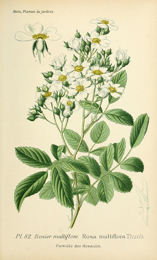 no HD illustration available (3)