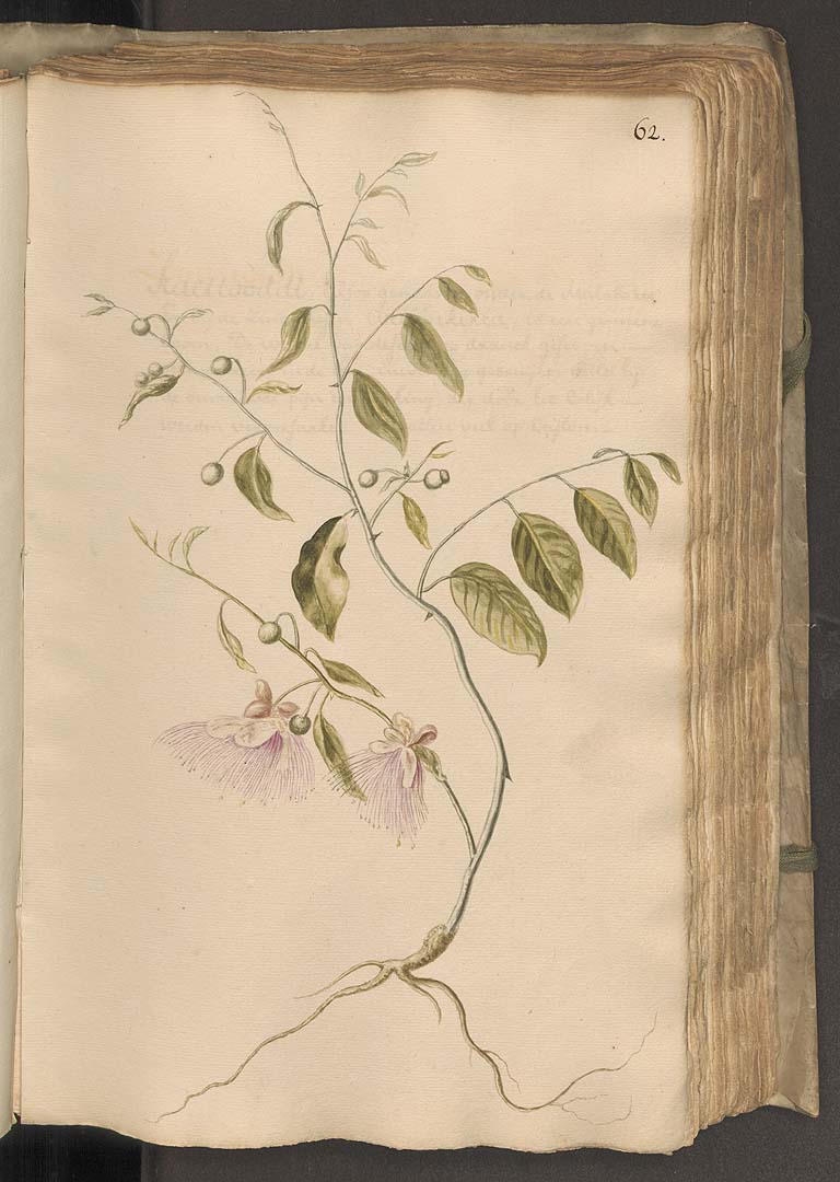 no HD illustration available (3)