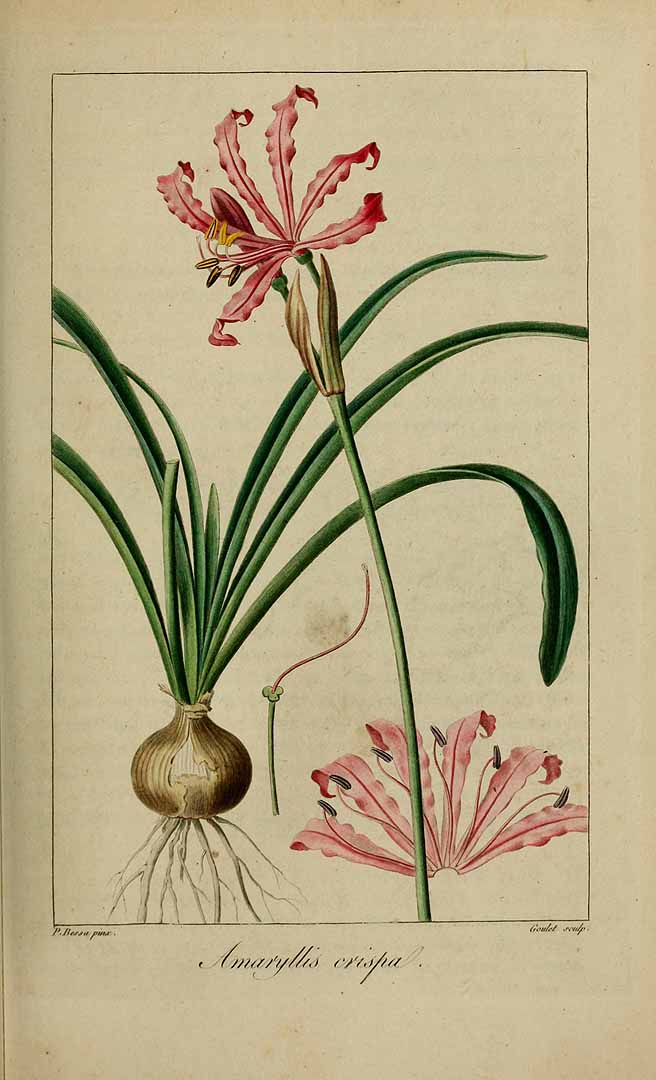 no HD illustration available (3)