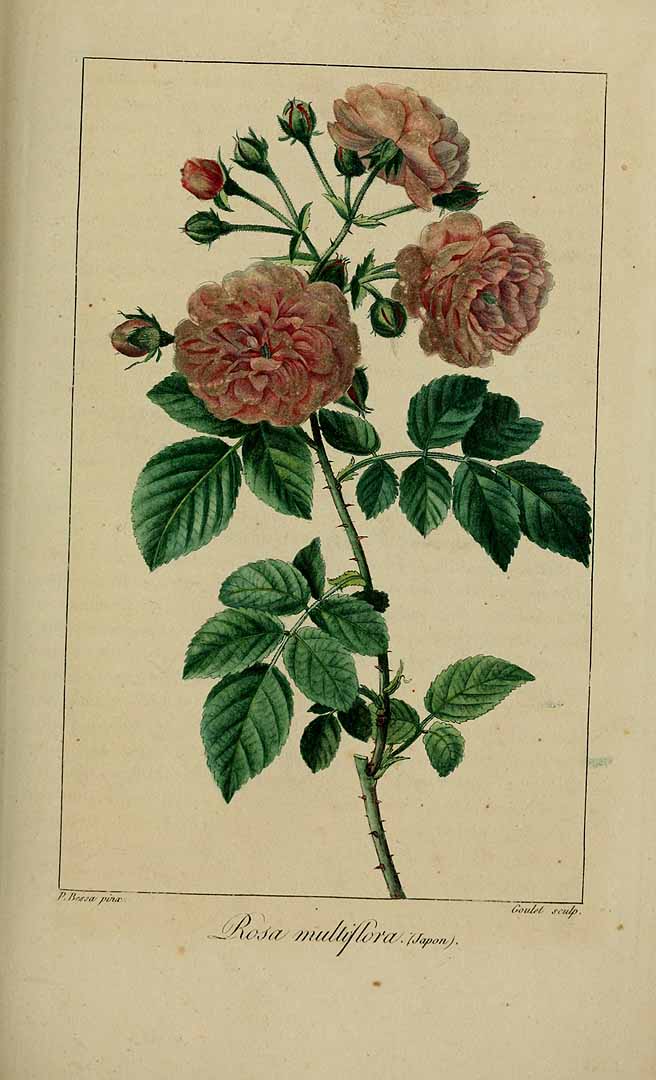 no HD illustration available (3)