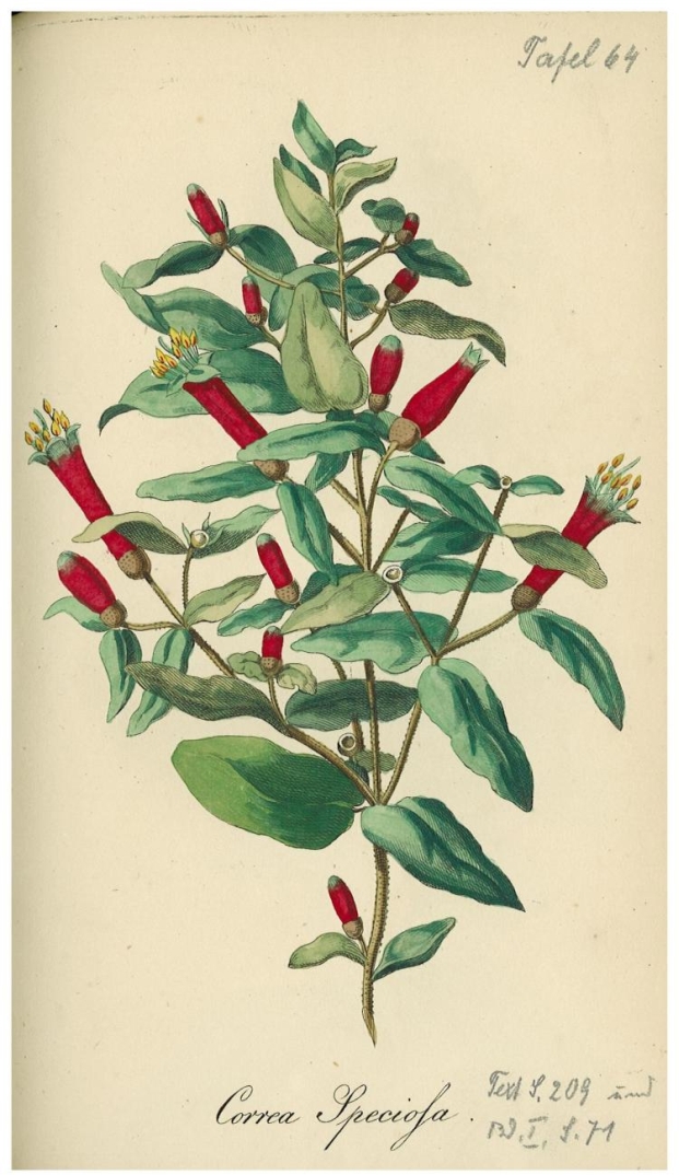 no HD illustration available (3)