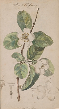 no HD illustration available (3)