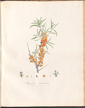 no HD illustration available (3)