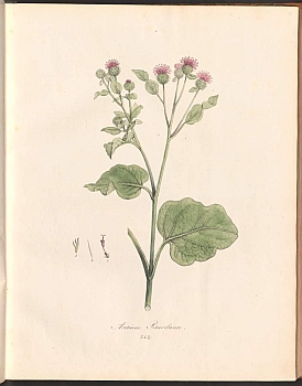 no HD illustration available (3)