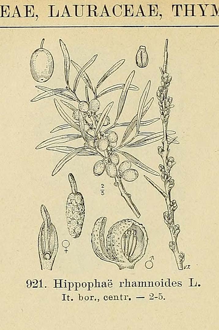 no HD illustration available (3)