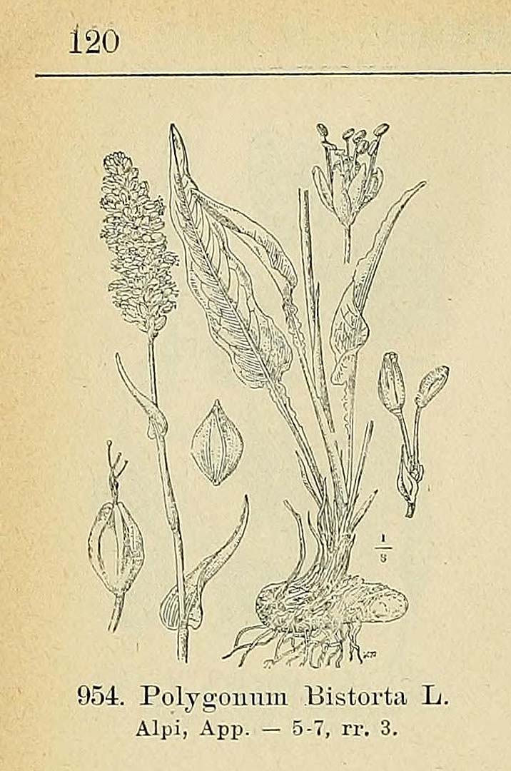 no HD illustration available (3)