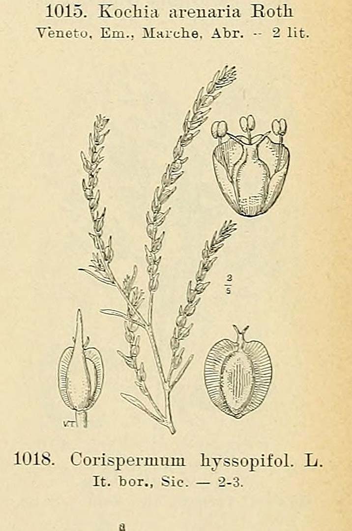 no HD illustration available (3)