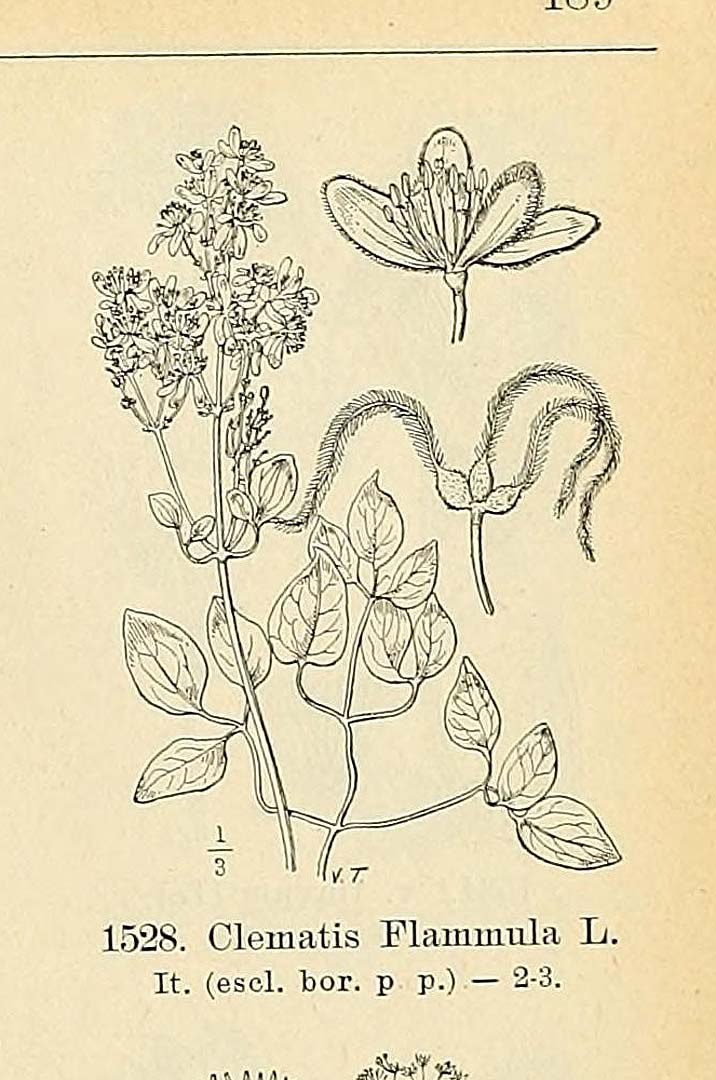 no HD illustration available (3)