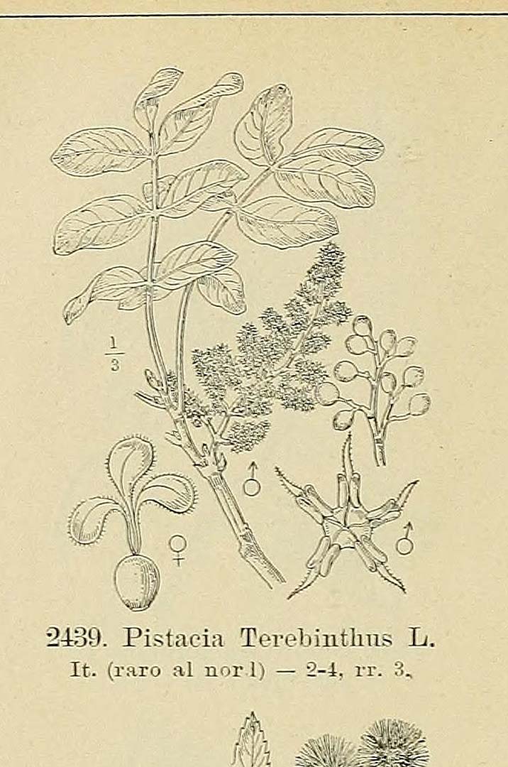 no HD illustration available (3)