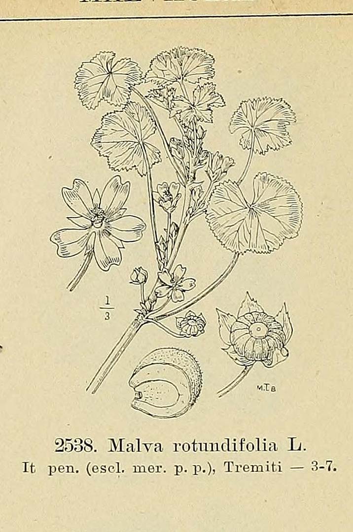 no HD illustration available (3)