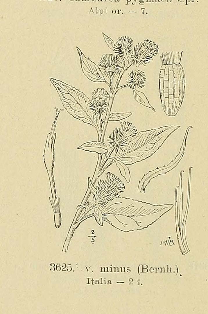 no HD illustration available (3)