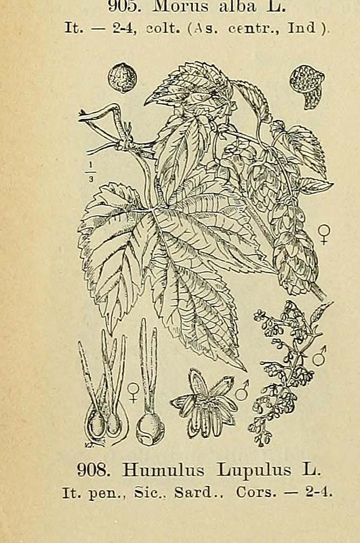 no HD illustration available (3)