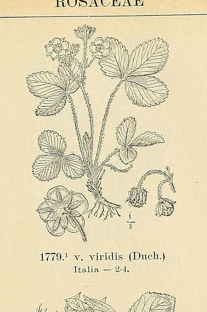 no HD illustration available (3)