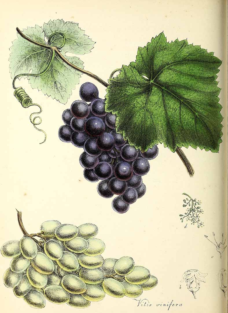 no HD illustration available (3)