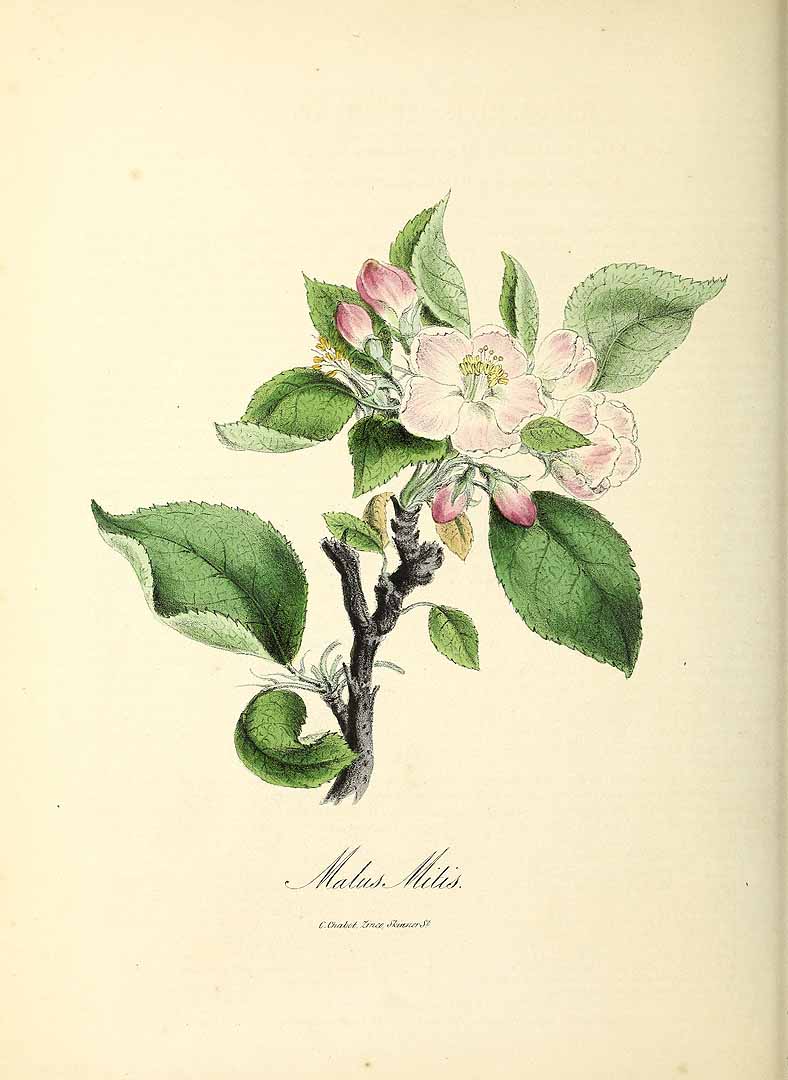 no HD illustration available (3)