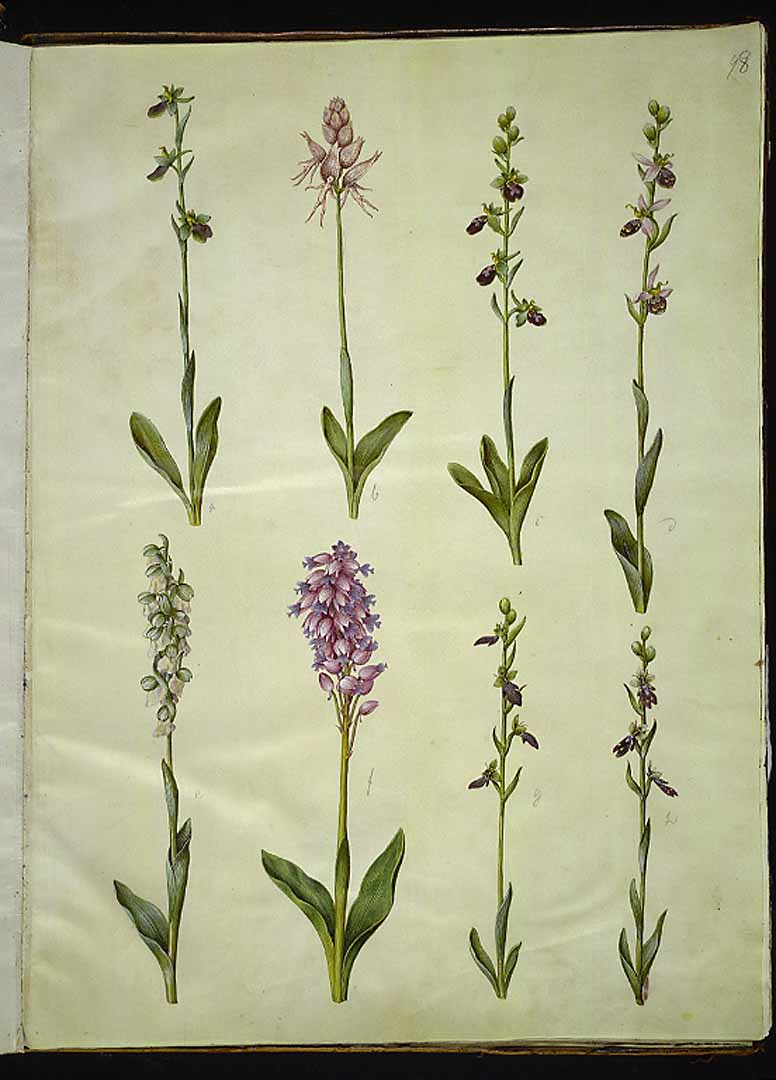 no HD illustration available (3)