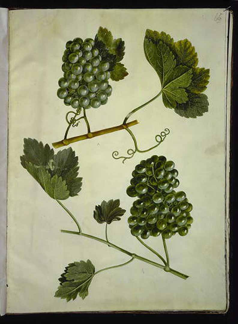 no HD illustration available (3)