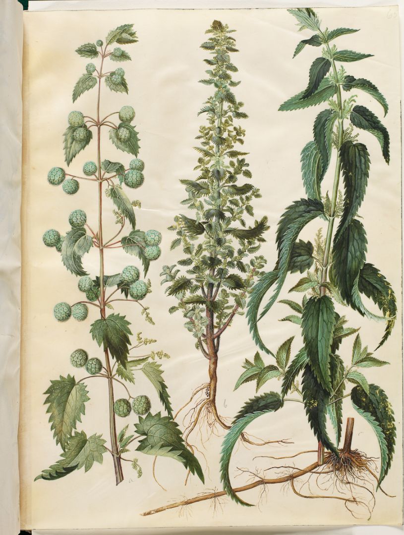 no HD illustration available