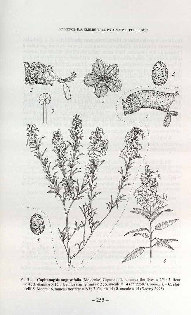 no HD illustration available (3)