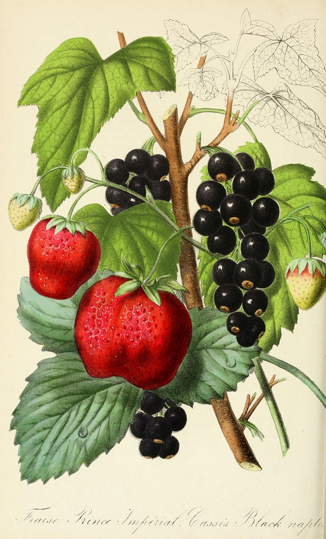 no HD illustration available (3)