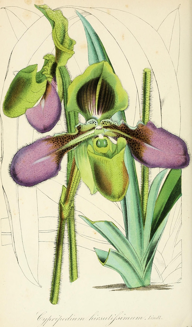 no HD illustration available (3)