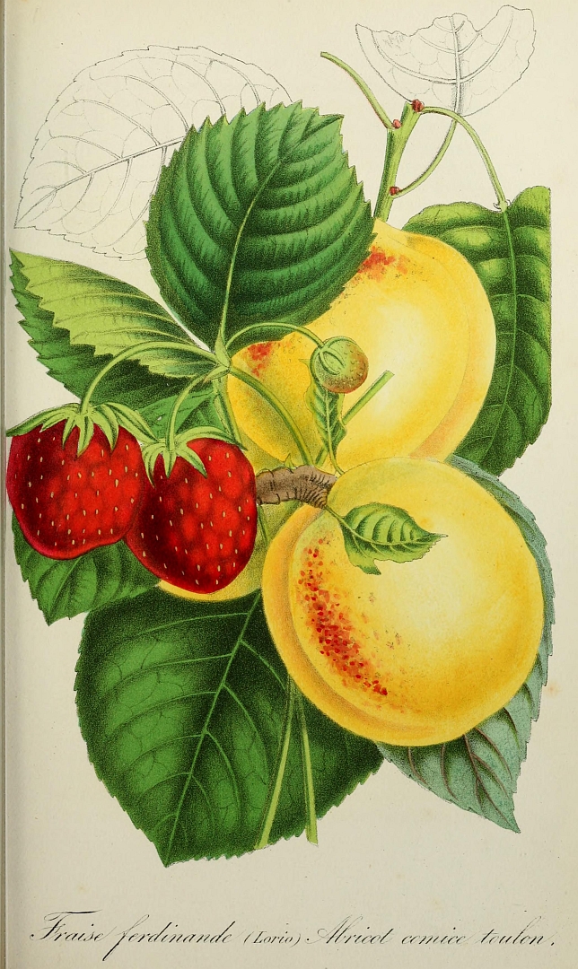 no HD illustration available (3)