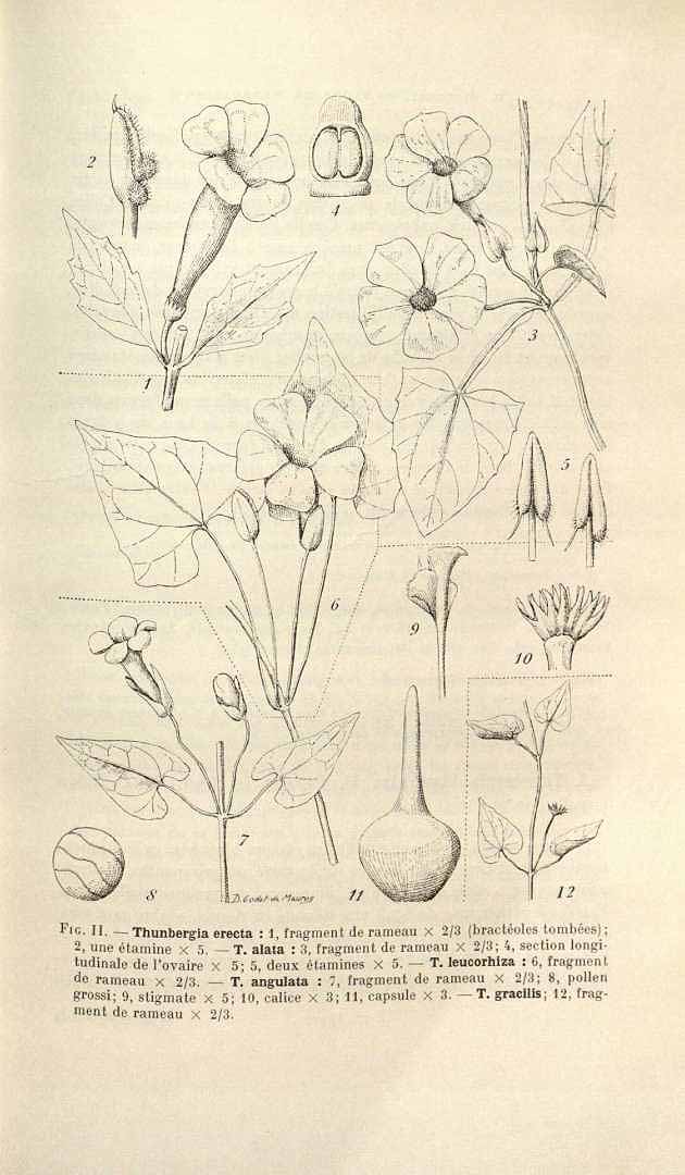 no HD illustration available (3)