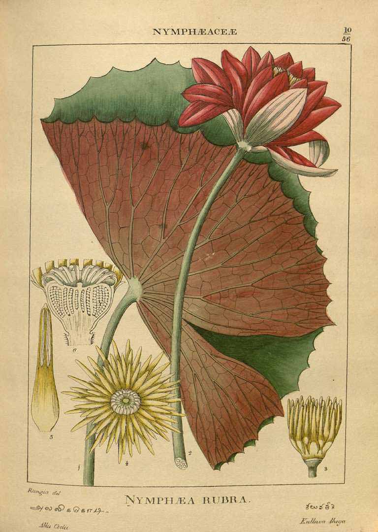 no HD illustration available (3)