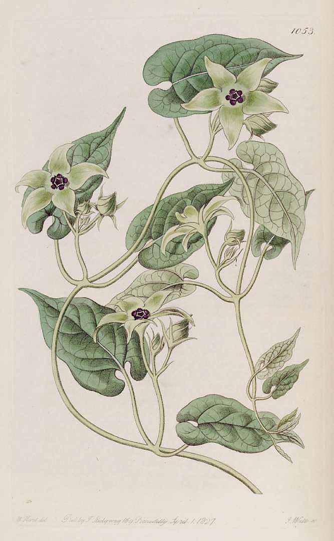 no HD illustration available (m3)