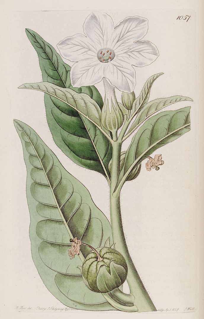 no HD illustration available (m3)