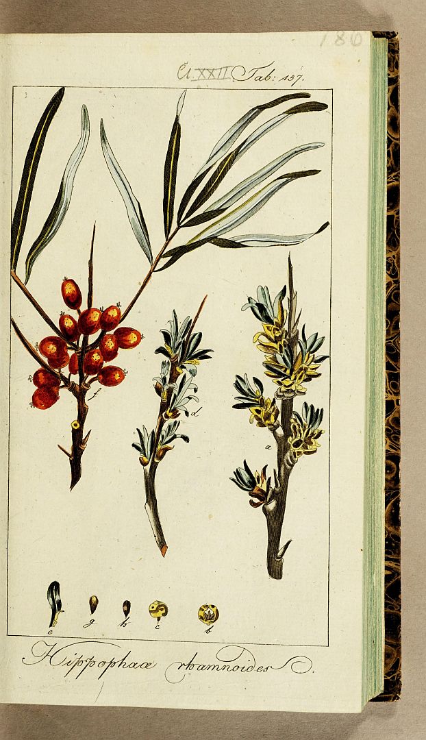 no HD illustration available (3)